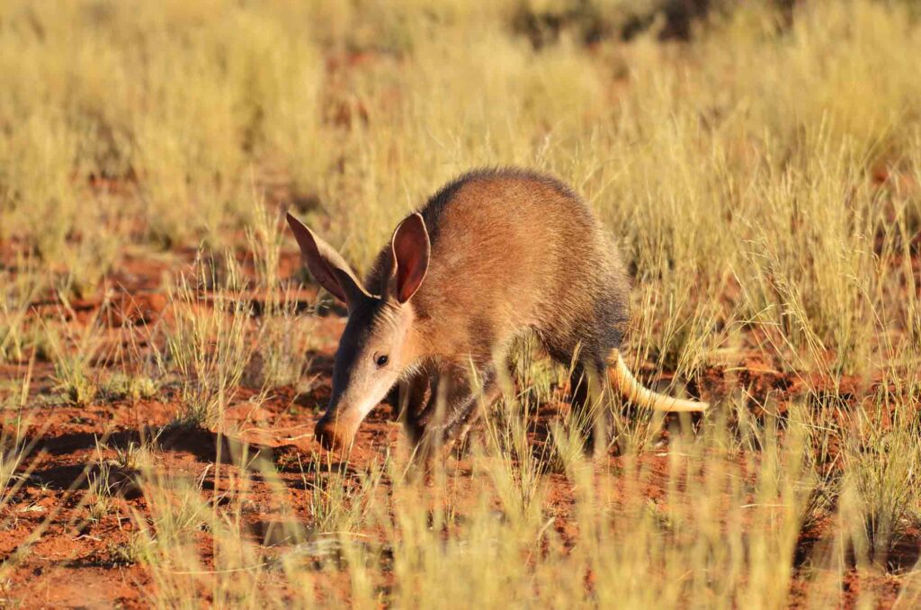 Aardvark Orycteropus Afer Lifestyle Diet And More Wildlife Aardvark Orycteropus Afer Lifestyle Diet And More Wildlife