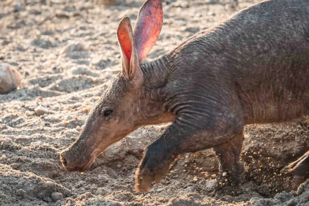 Aardvark closeup