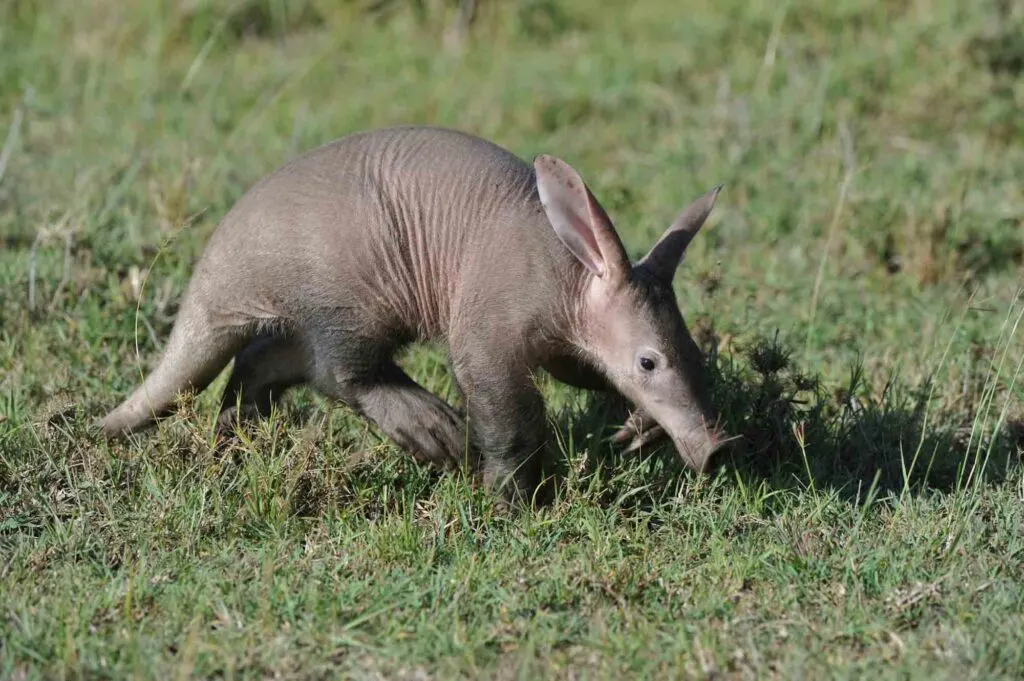 Aardvark walking on grass
