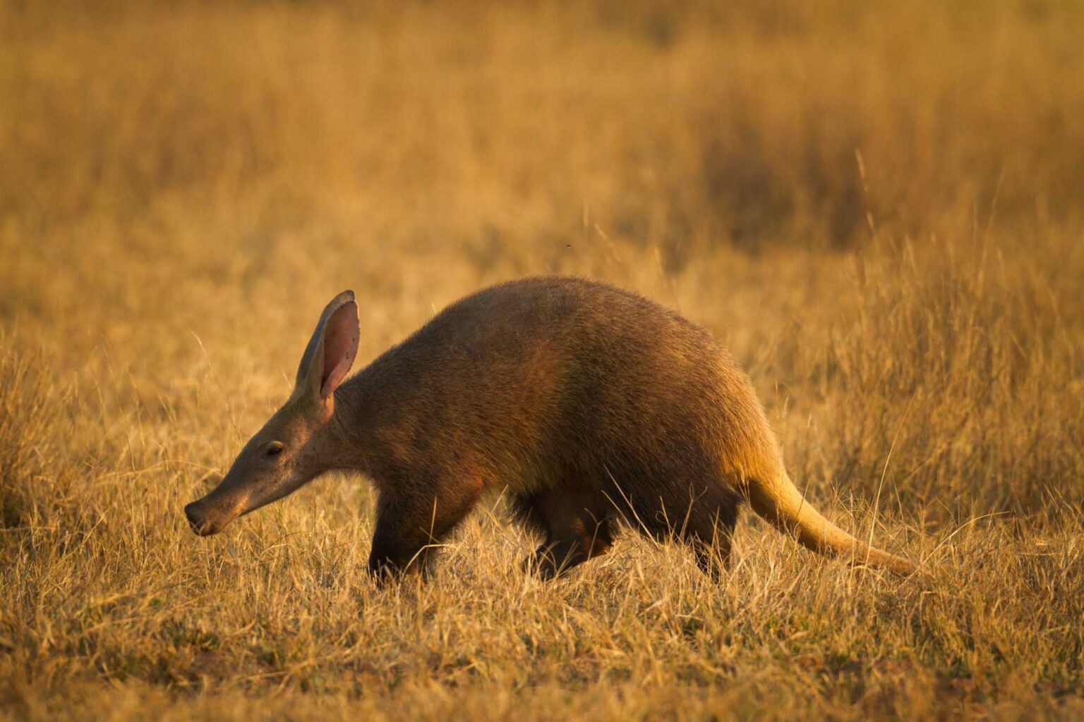 aardvark-orycteropus-afer-lifestyle-diet-and-more-wildlife