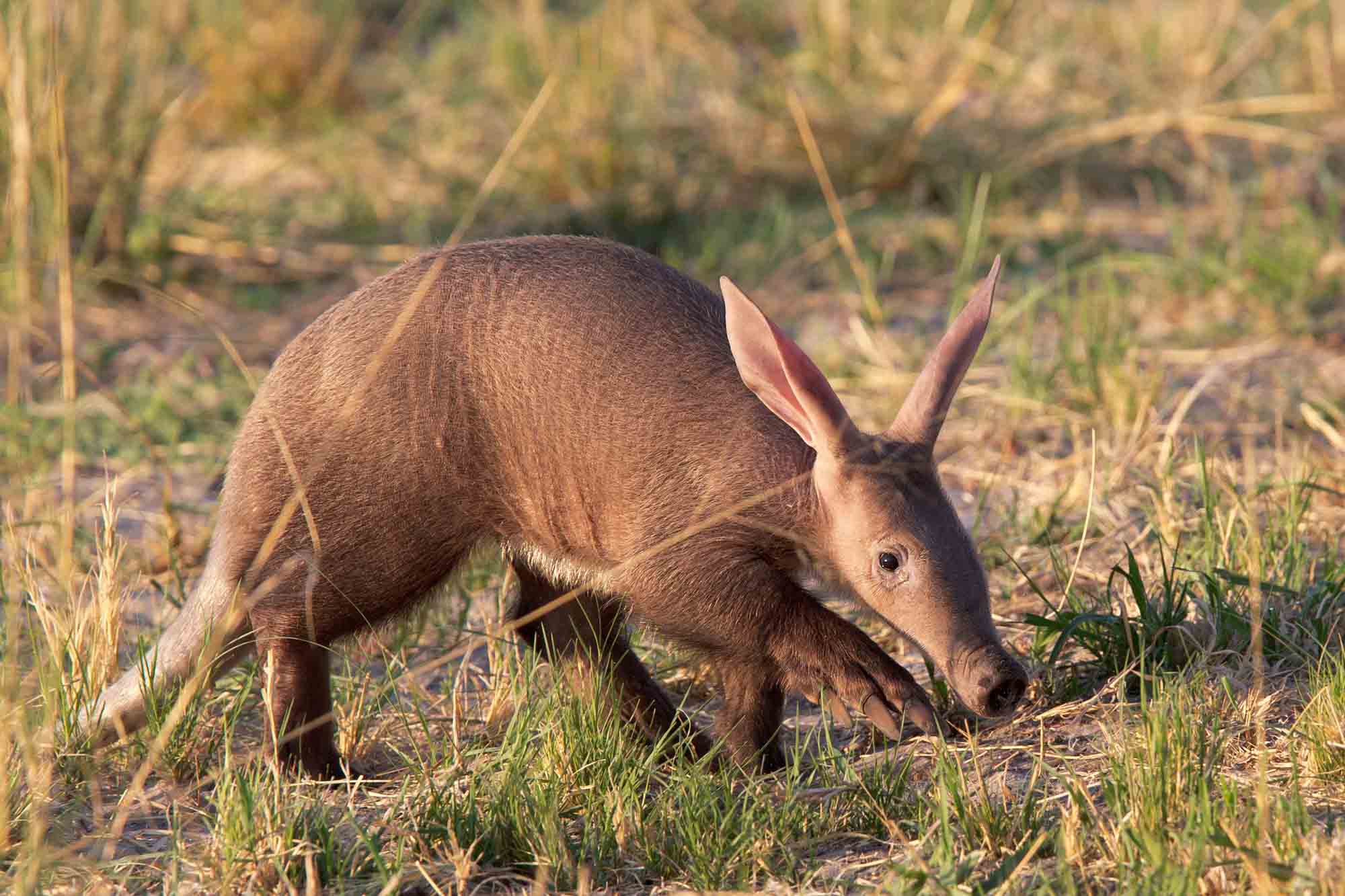 Baby Aardvark in Africa