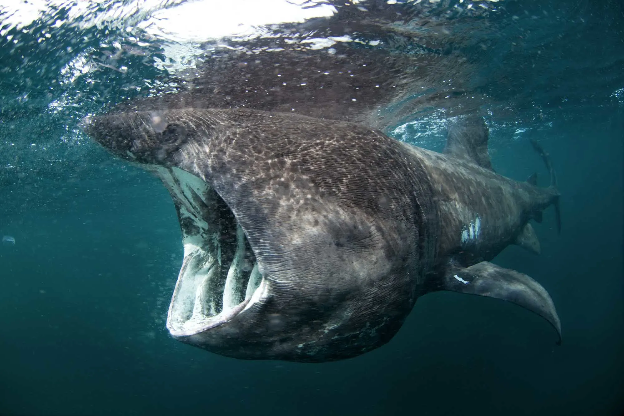 Basking shark eating in the ocean