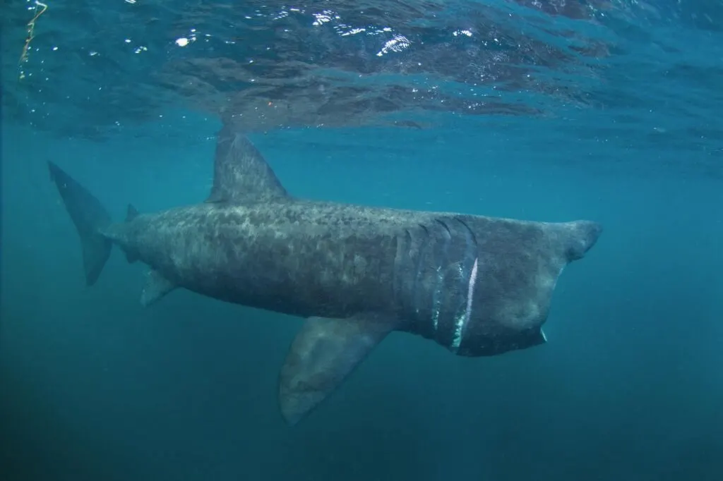 Basking shark filtering the ocean