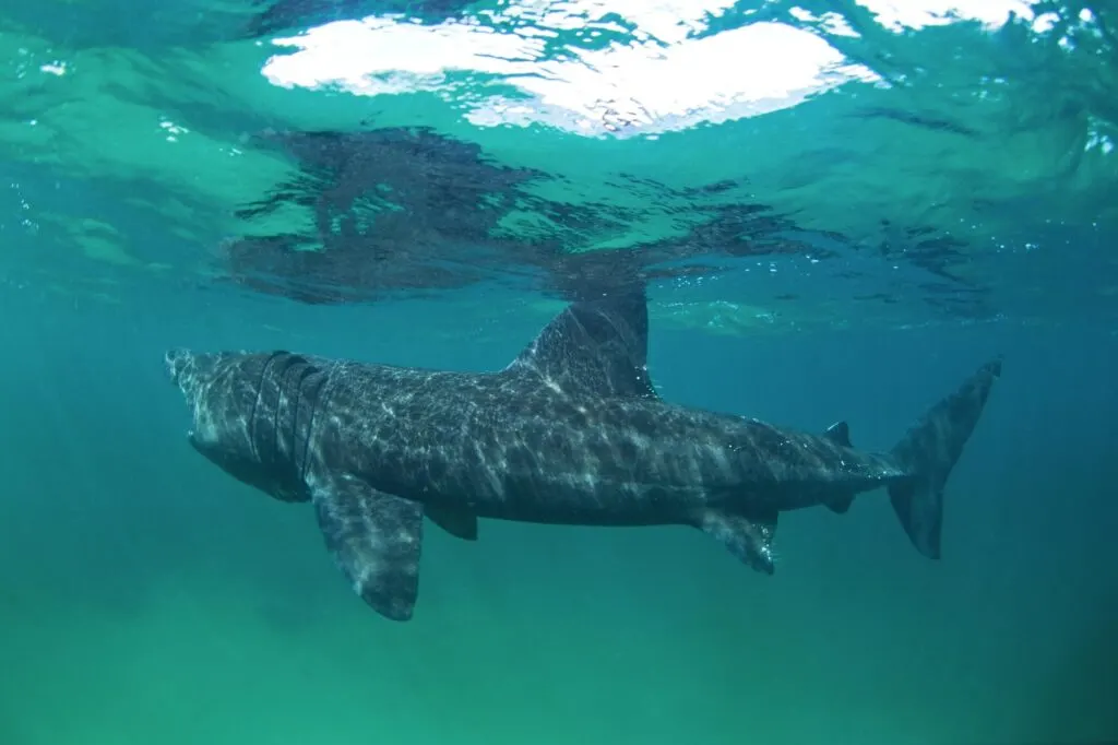 Basking shark swimming in the ocean