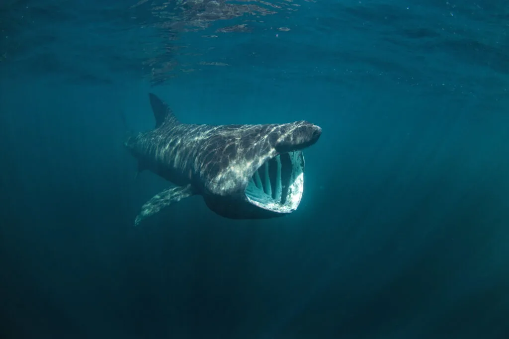 Basking shark swimming in the ocean