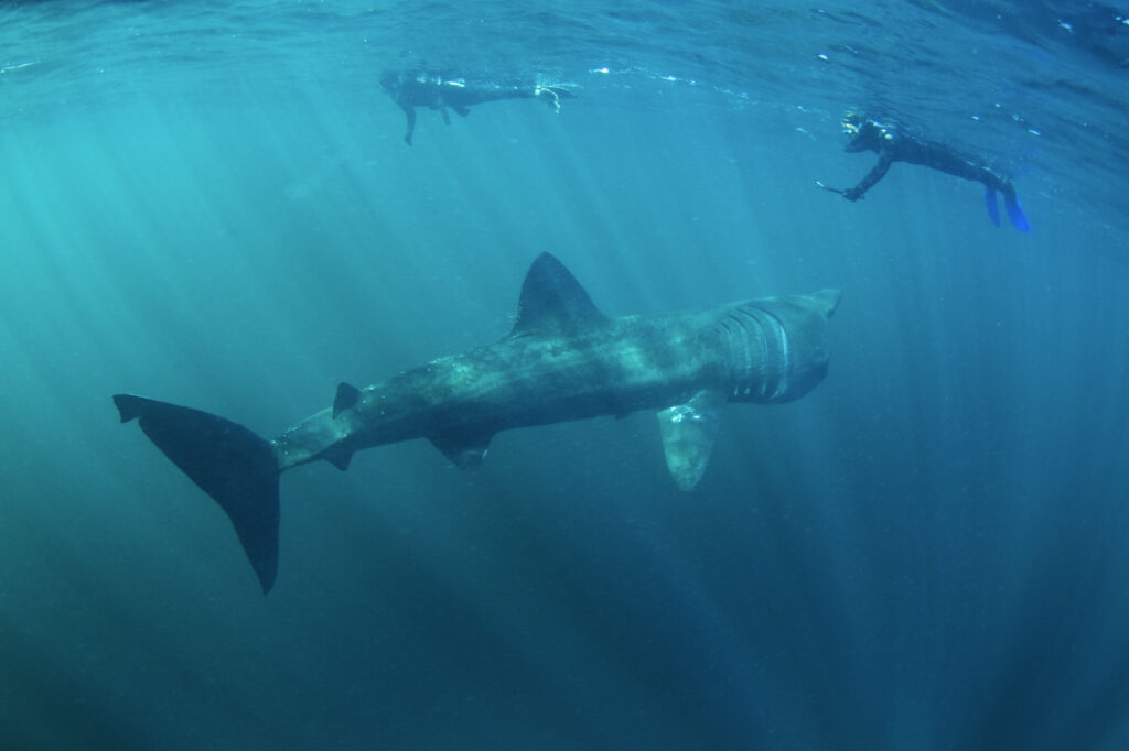 Basking shark swimming near humans