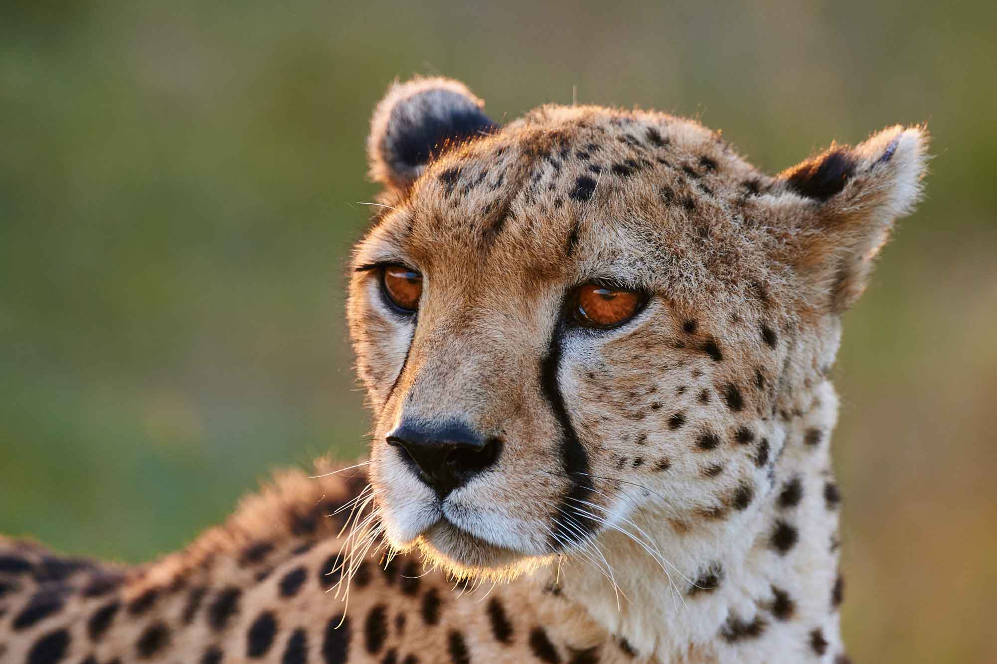 Cheetah (Acinonyx Jubatus) - Lifestyle, Diet, and More - Wildlife Explained