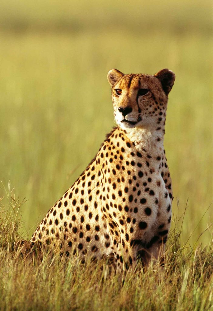 Cheetah sitting in its natural habitat