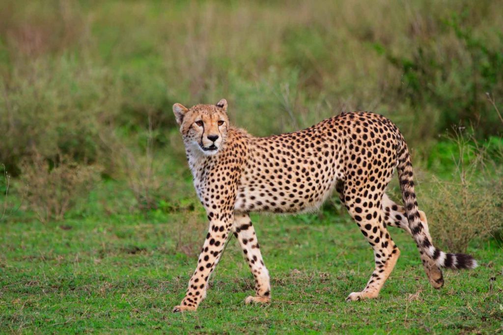Cheetah in its natural habitat