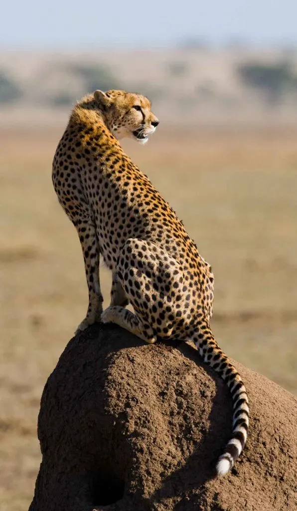 Cheetah in its natural habitat