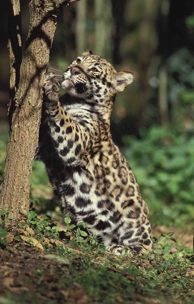 Jaguar cub clawing tree bark