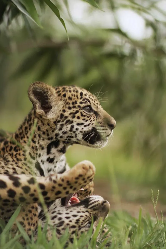 Jaguar cub sitting in a grassy area