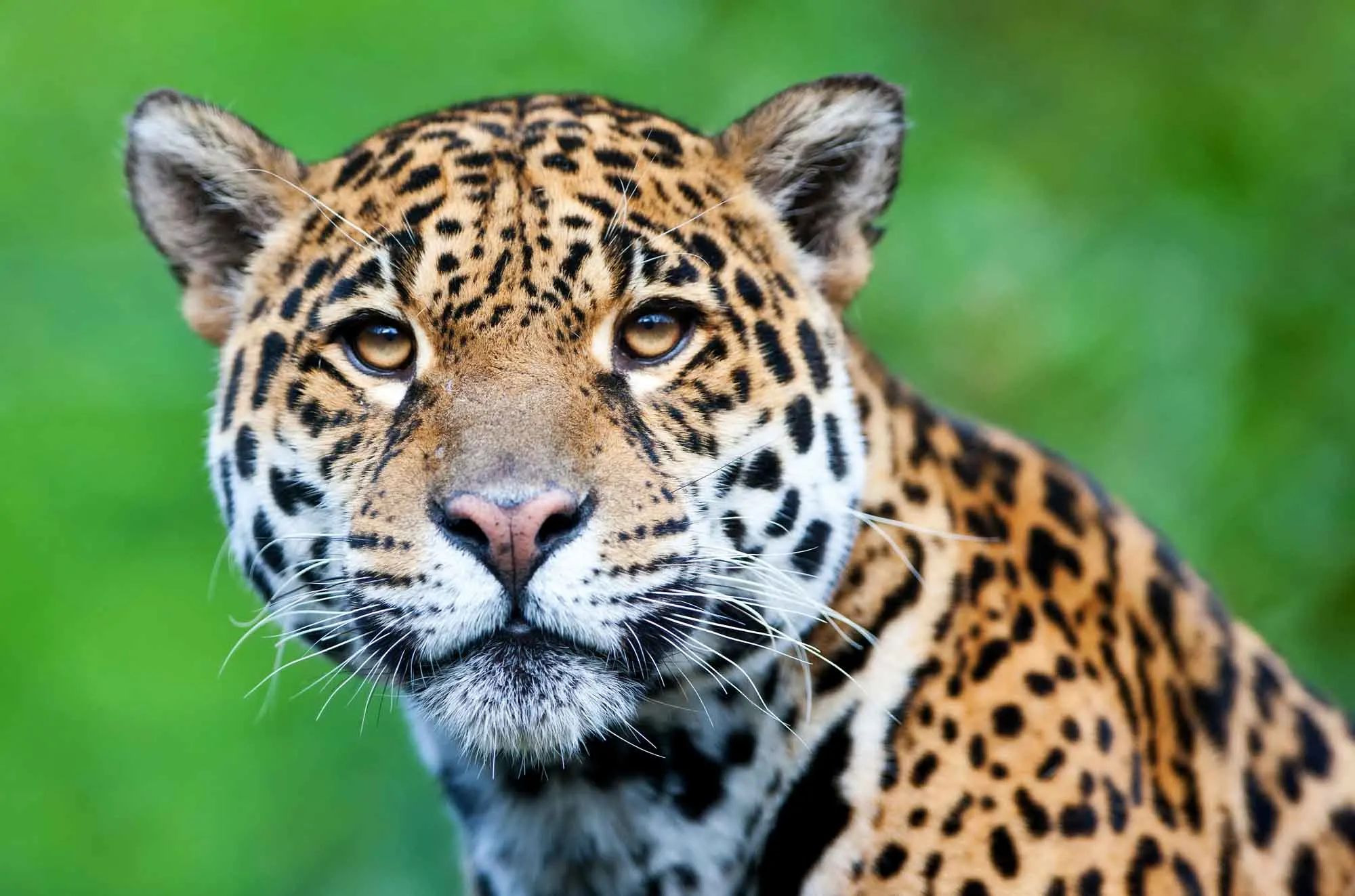 Jaguar (Panthera Onca) - Lifestyle, Diet, and More - Wildlife Explained