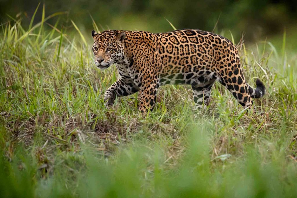 Jaguar walking on a grassy area