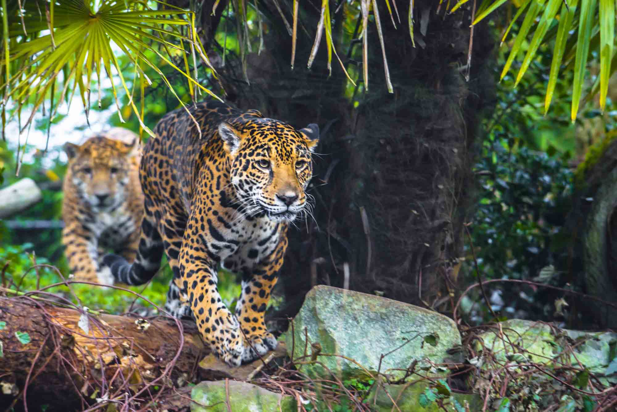 Jaguars walking in the forest