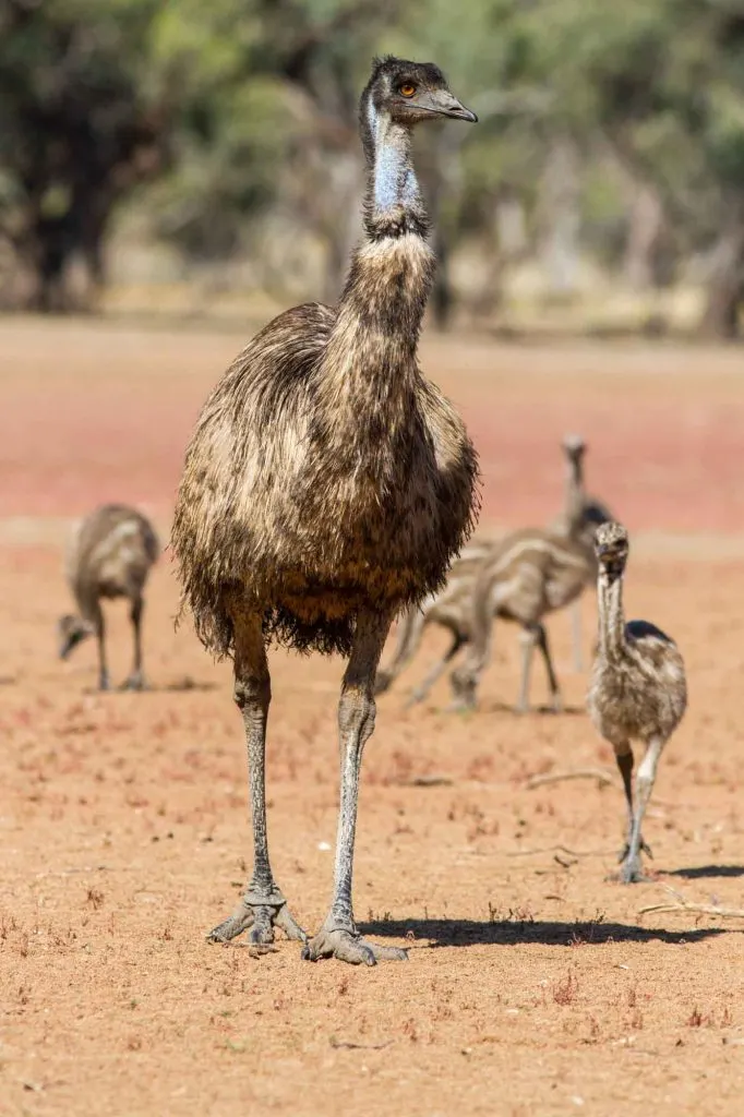 Male emu with chicks