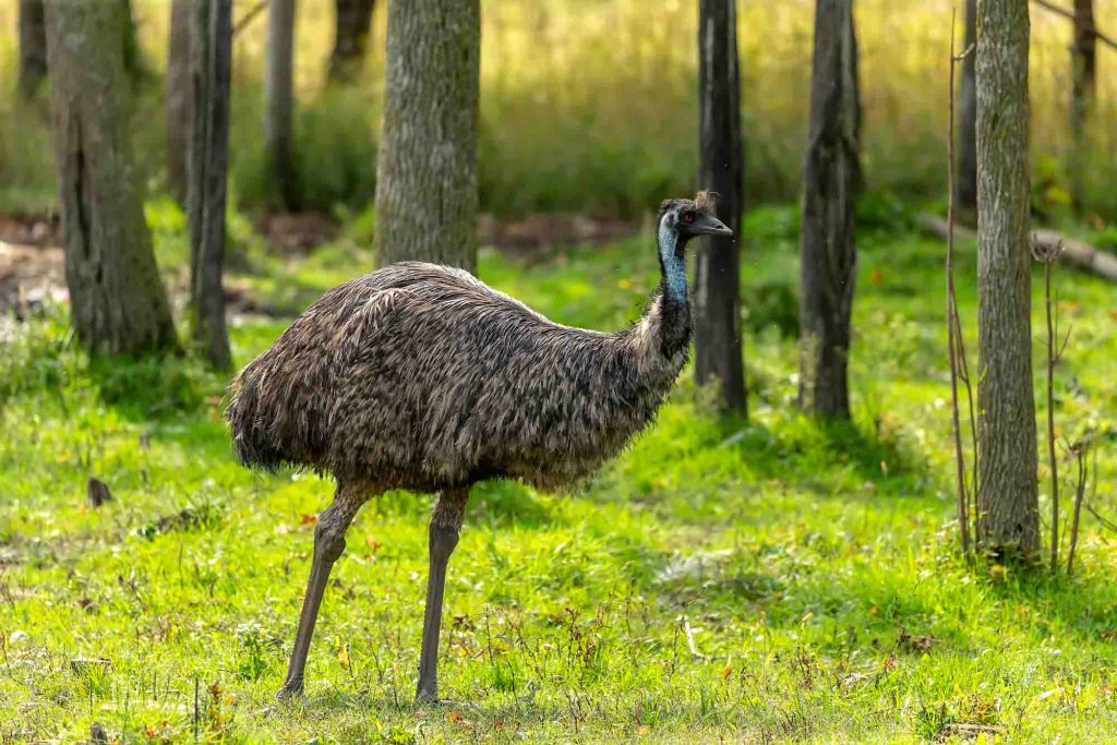 Wild emu, the second largest flightless bird