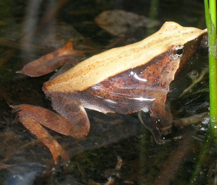 Darwin's Frog in water