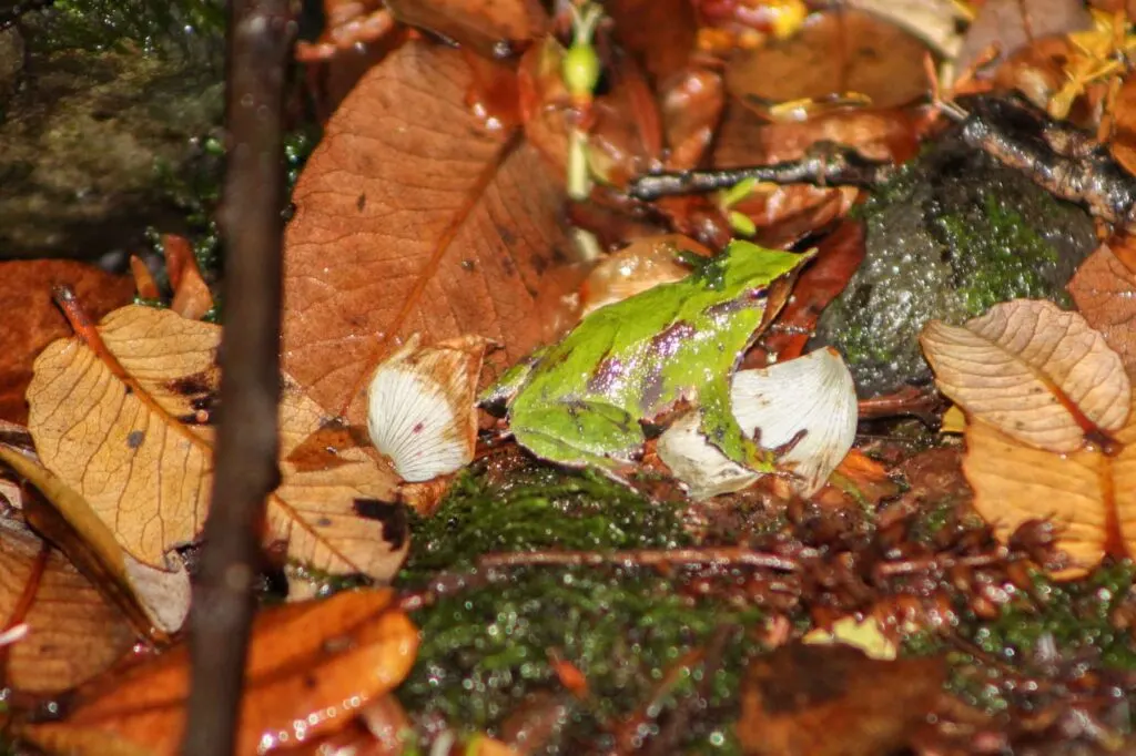 Darwin's Frog on leaves