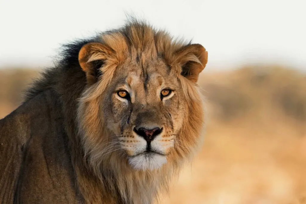 Portrait of the African lion