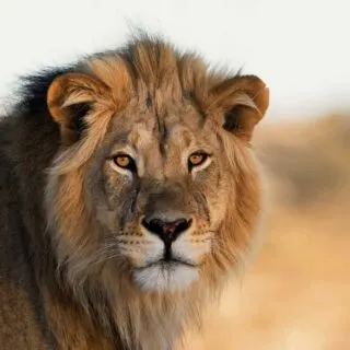 Portrait of the African lion