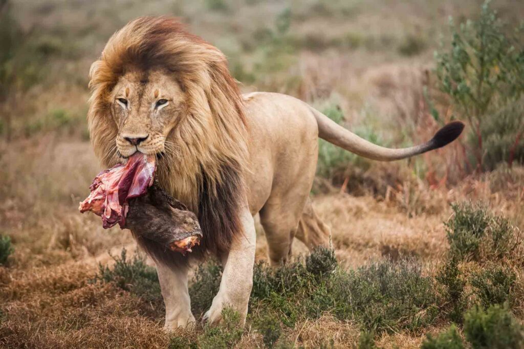 The lion is walking with a big piece of meat