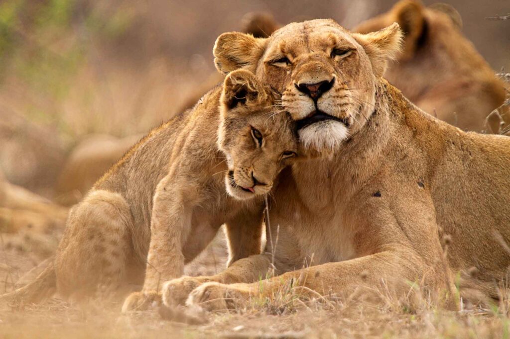 African lioness and cub cuddling