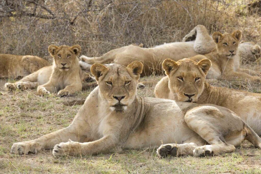African lionesses in pride