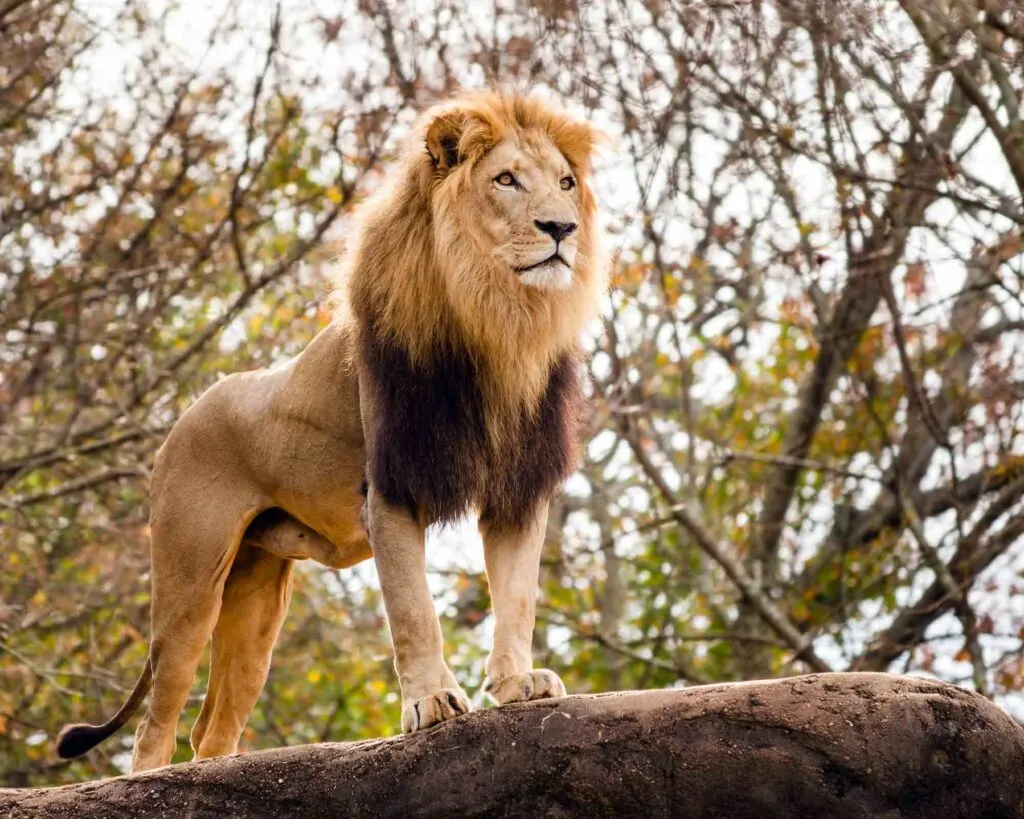 Male African lion looking out atop rocky outcrop