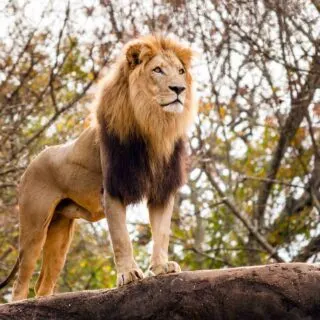 Male African lion looking out atop rocky outcrop