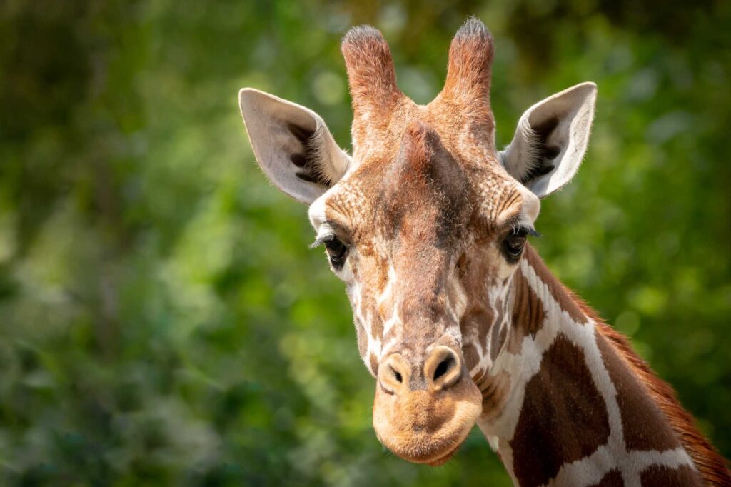 Closeup of a giraffe against a green background