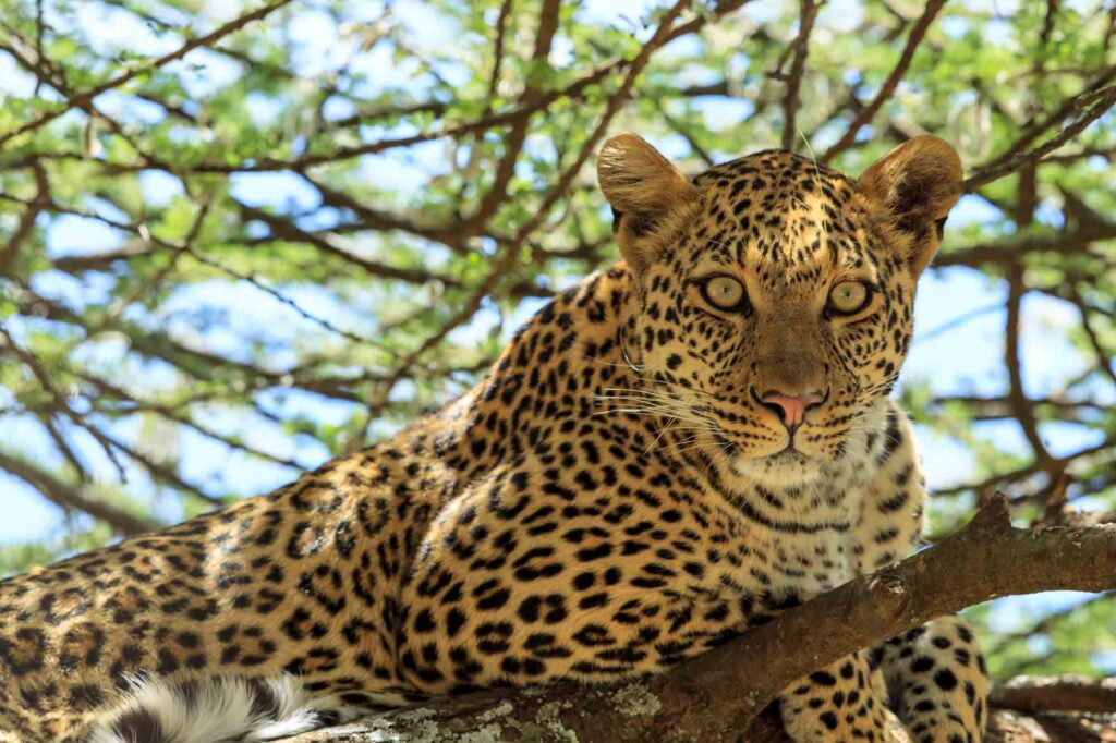 Closeup leopard sitting on a tree