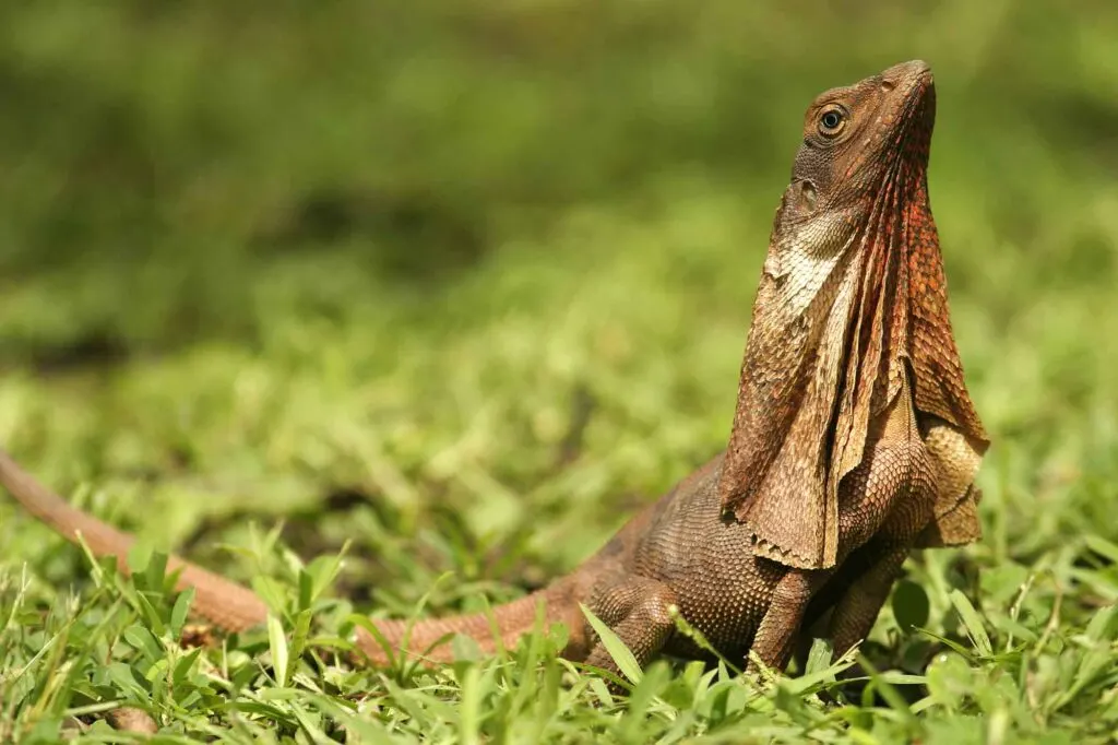 Frill-necked lizard on grass