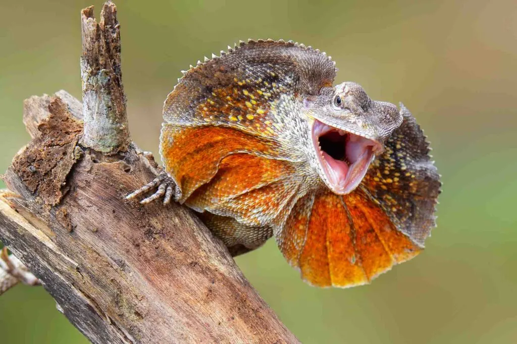 Frilled lizard with mouth open