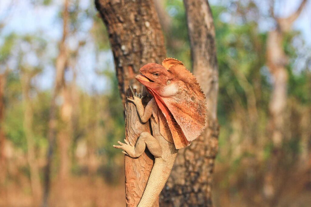 Frilled lizard on tree