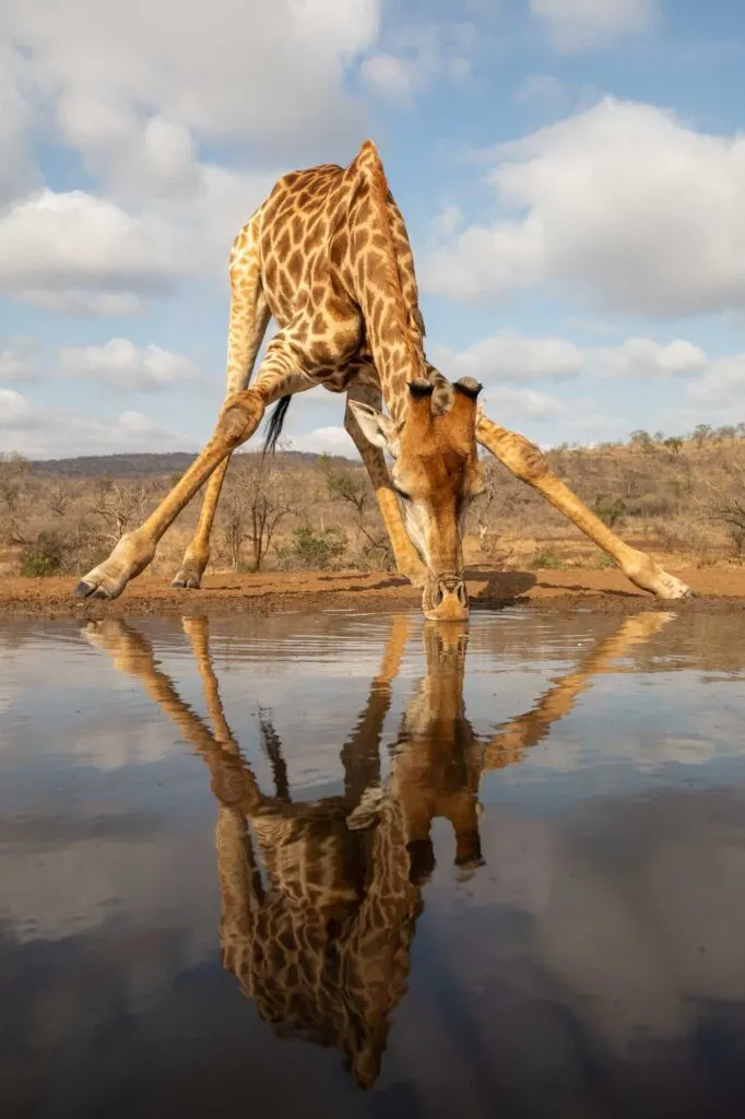 Giraffe bending over to drink from a pool