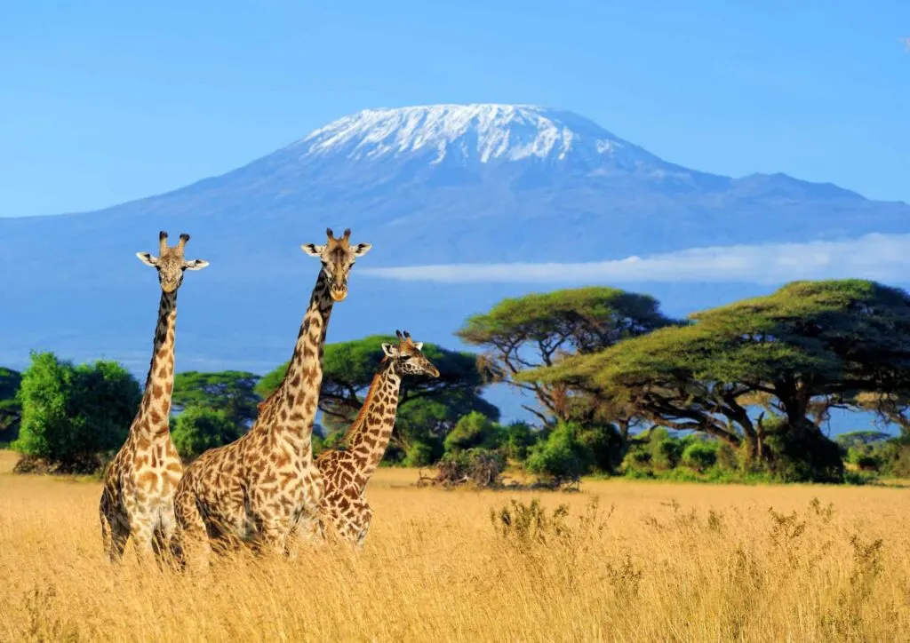 Three giraffe in front of the Kilimanjaro mount in National park of Kenya, Africa
