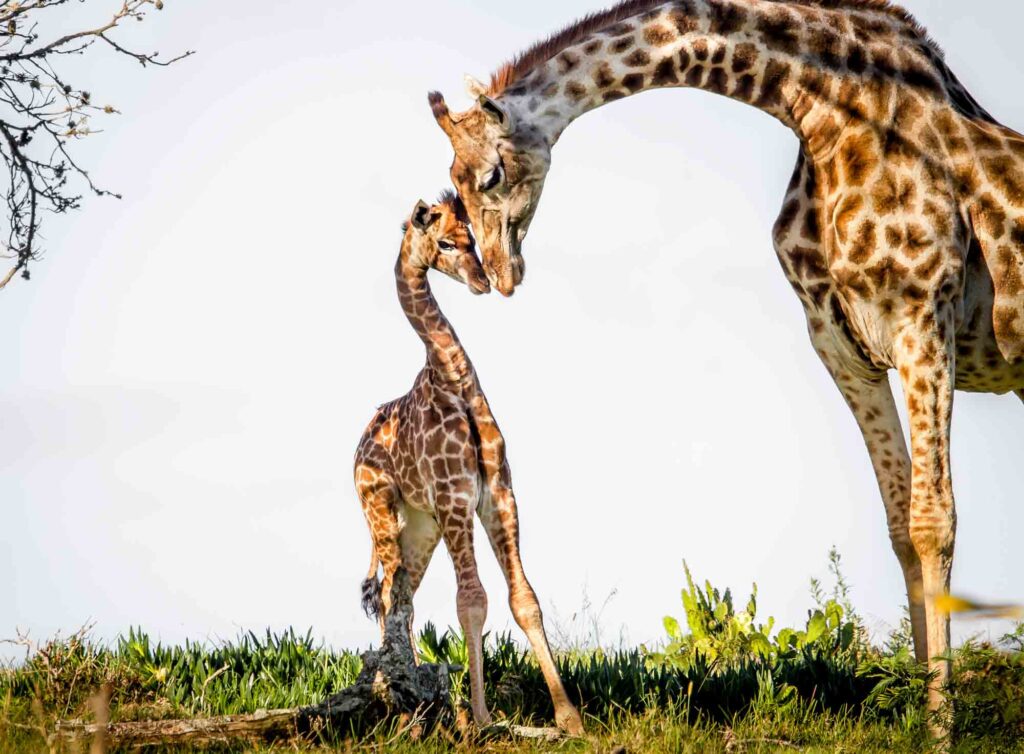 Gentle moment between a mother giraffe and her baby