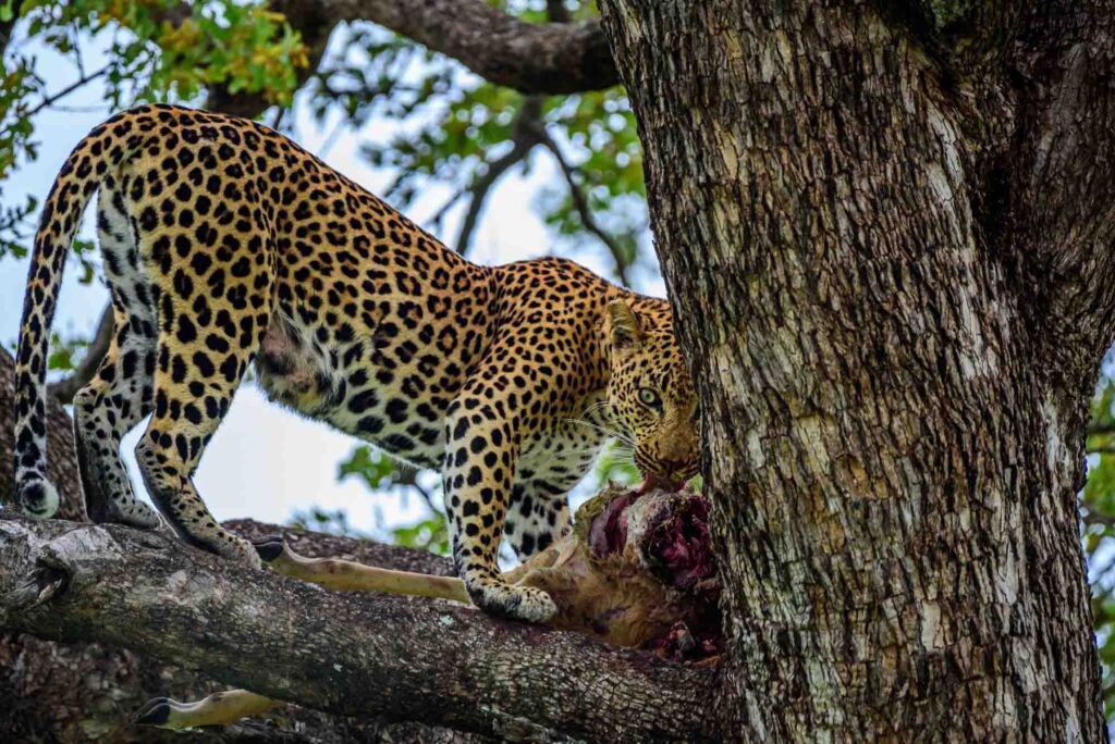 Leopard eating Impala on a tree