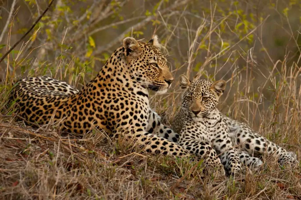 Leopard sitting with cub beside her