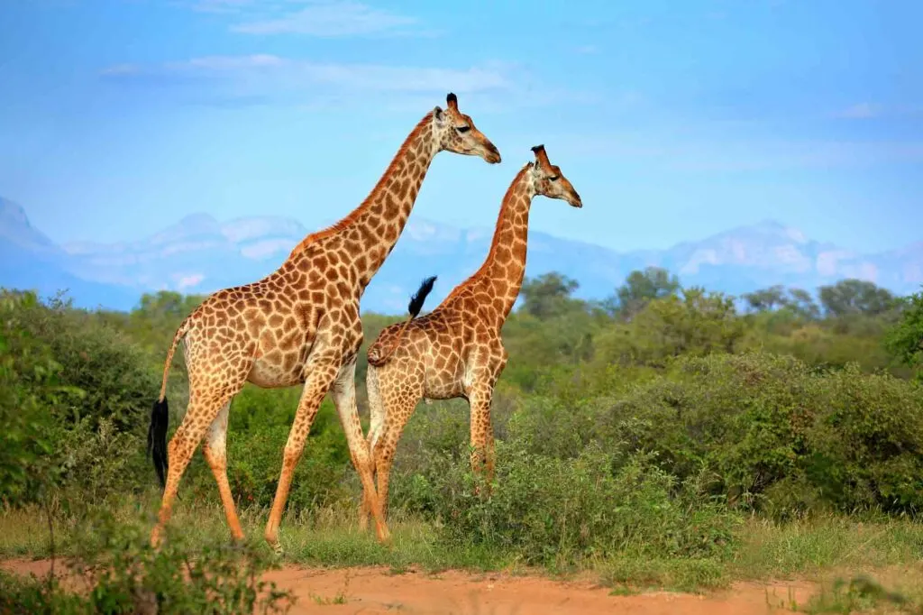 Two giraffes in the forest