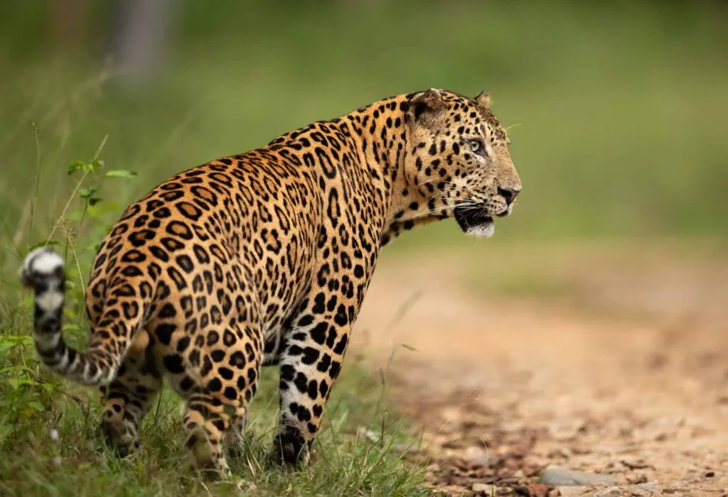 Leopard walking in forest