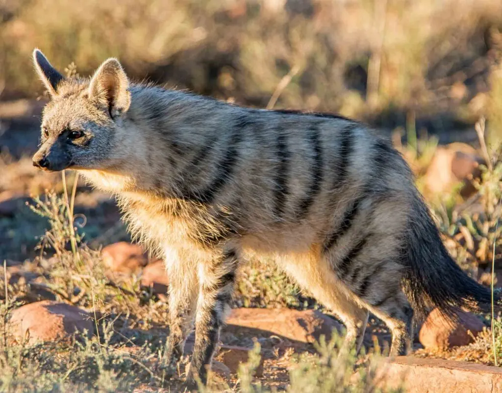 Aardwolf is an animal that start with A
