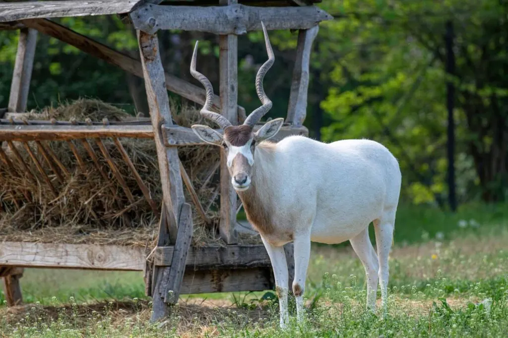 Addax, the white antelope, is an animal that start with A