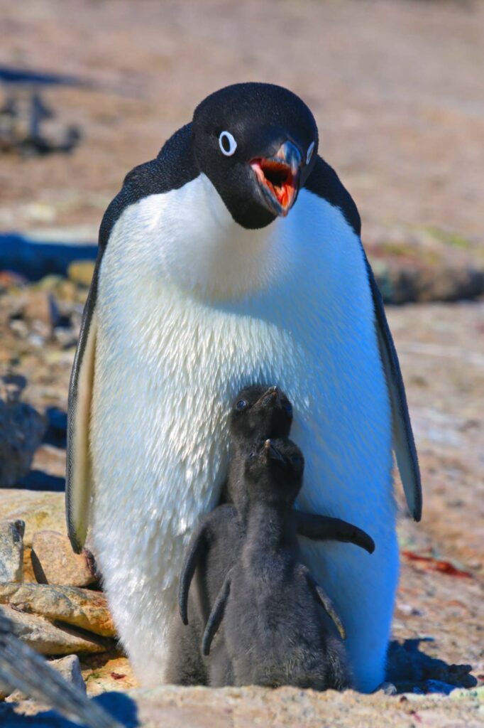 Adelie penguin chick