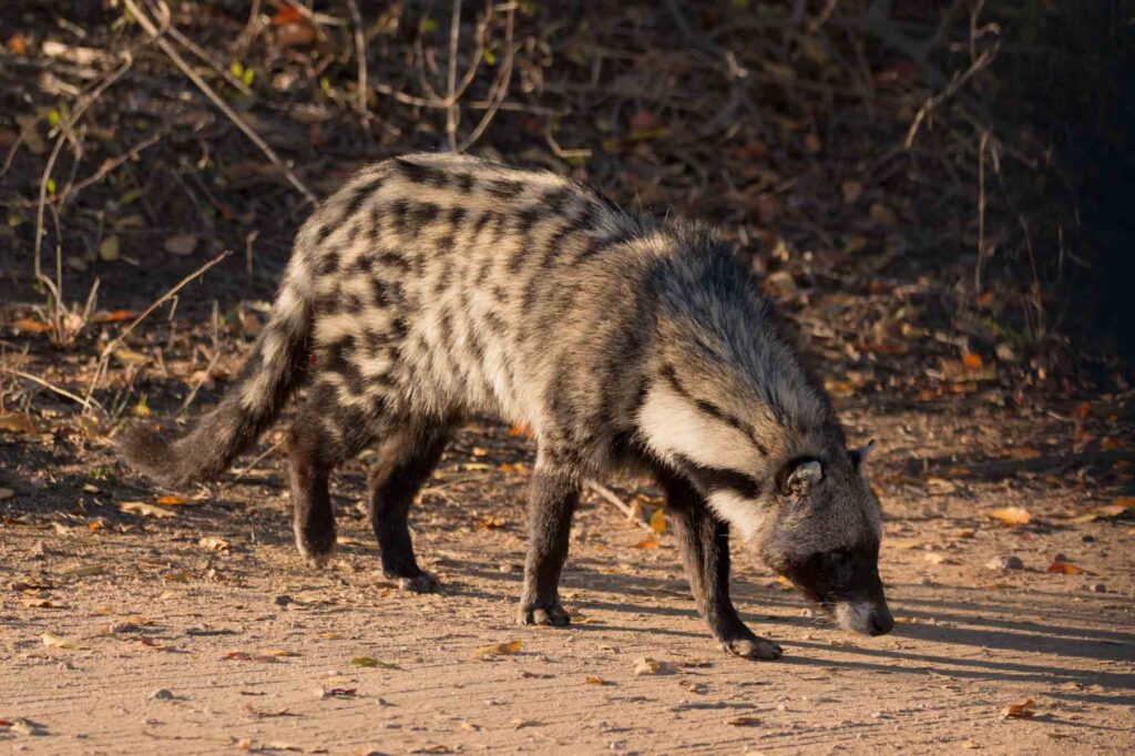African civet is an animal that start with the letter A