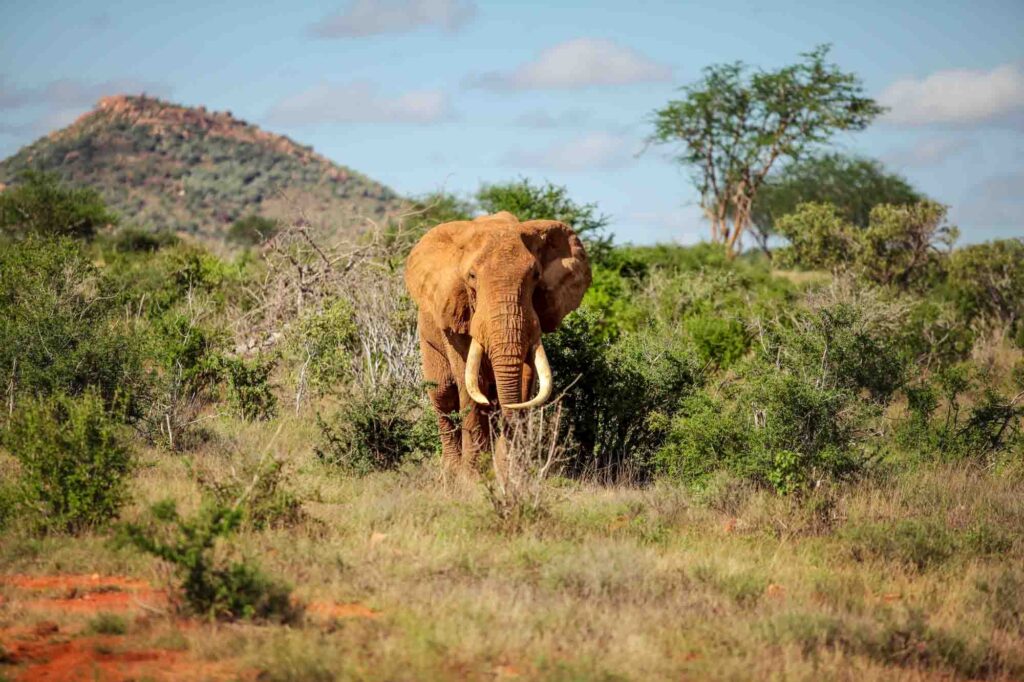 African bush elephant walking from bush and small trees