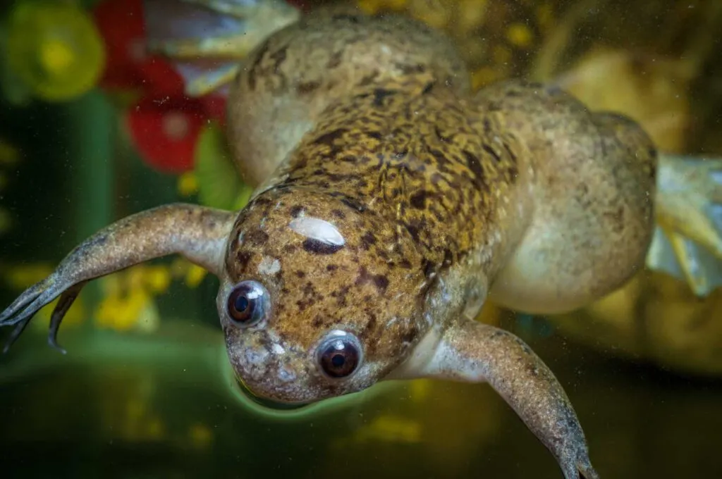 Large adult African clawed frog swimming