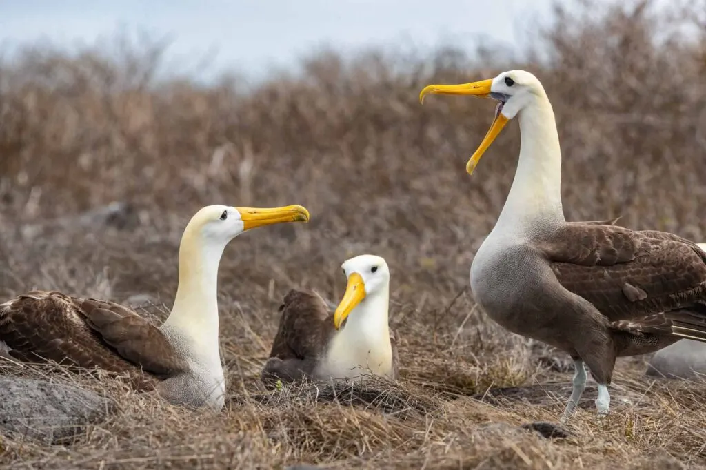 Galapagos Albatross mating dance courtship ritual