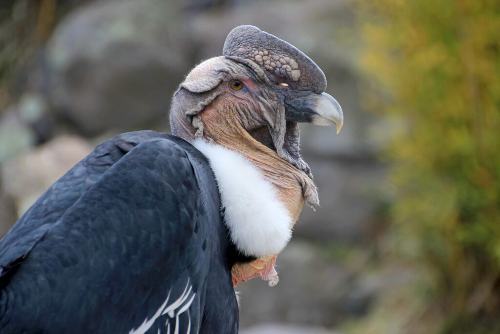 Male andean condor portrait